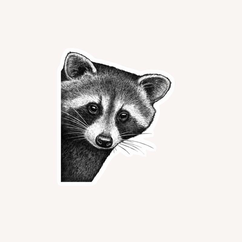 Raccoon Peeker Sticker - Raccsy